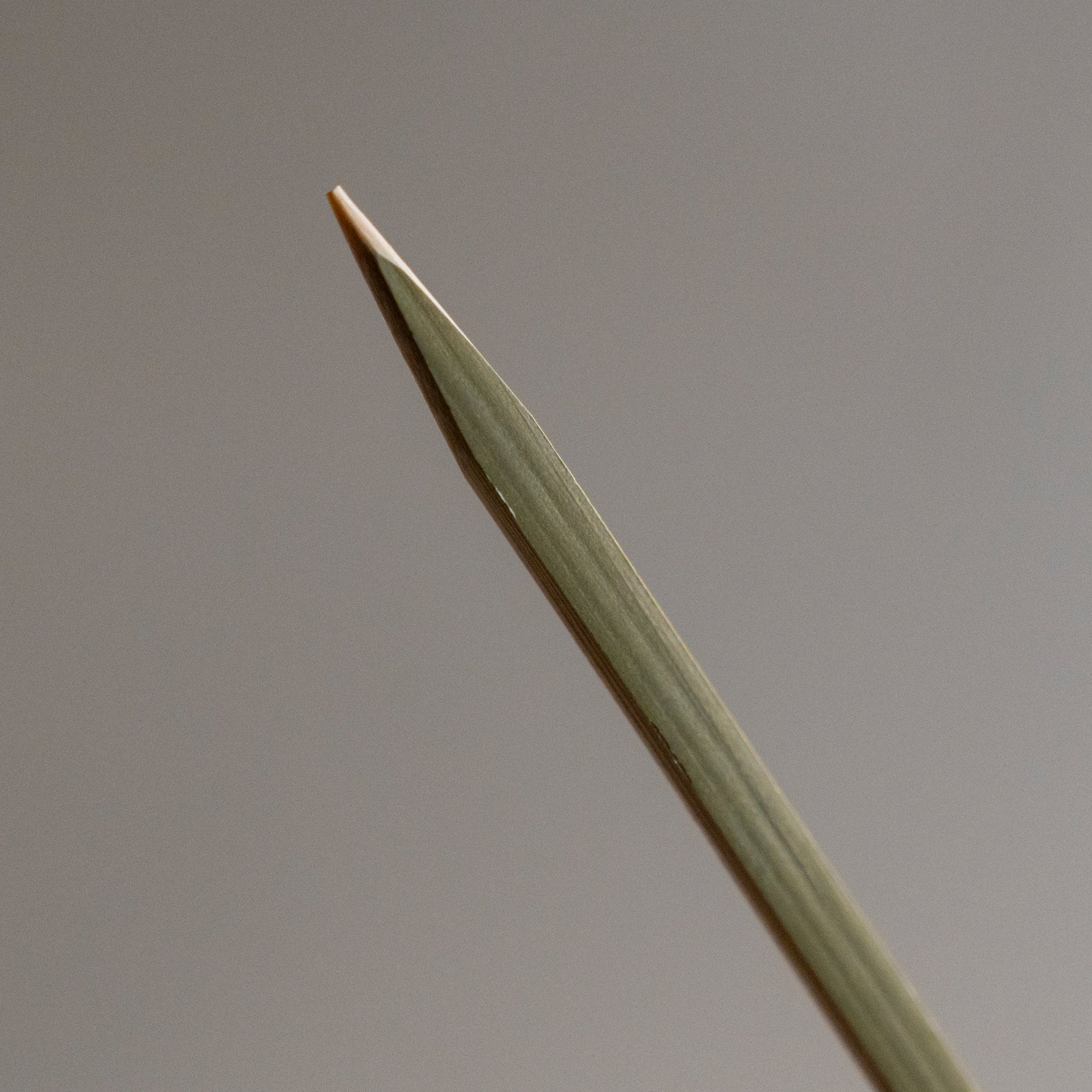 Bamboo Spatula - Set of 5