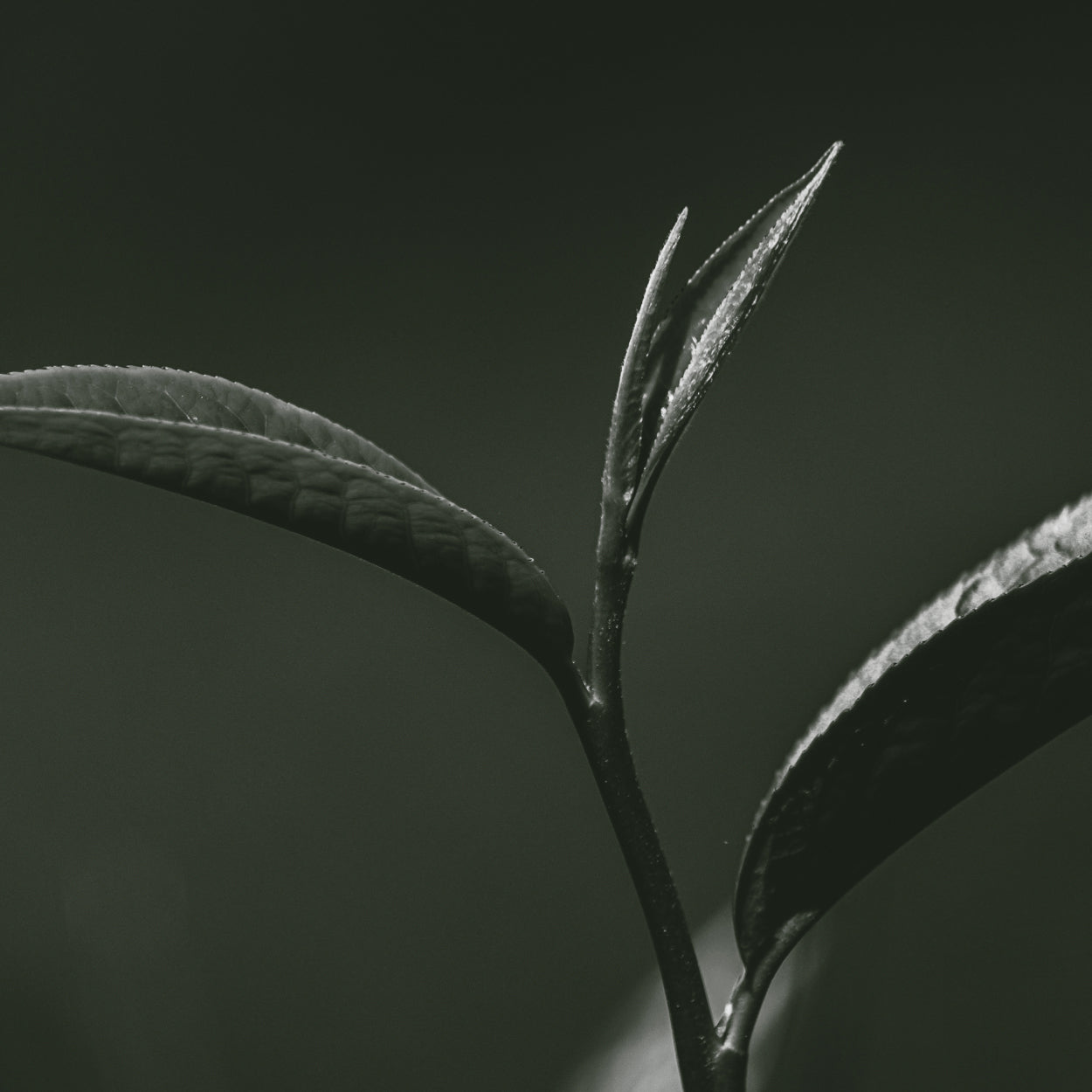 Uzumaki Incense - Amacha