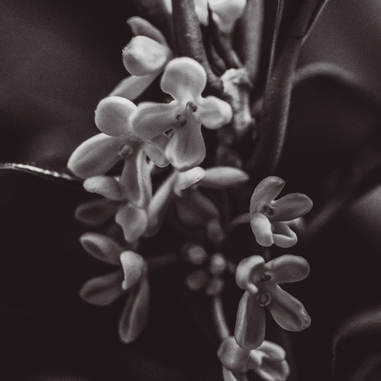 Sen Incense - Kinmokusei