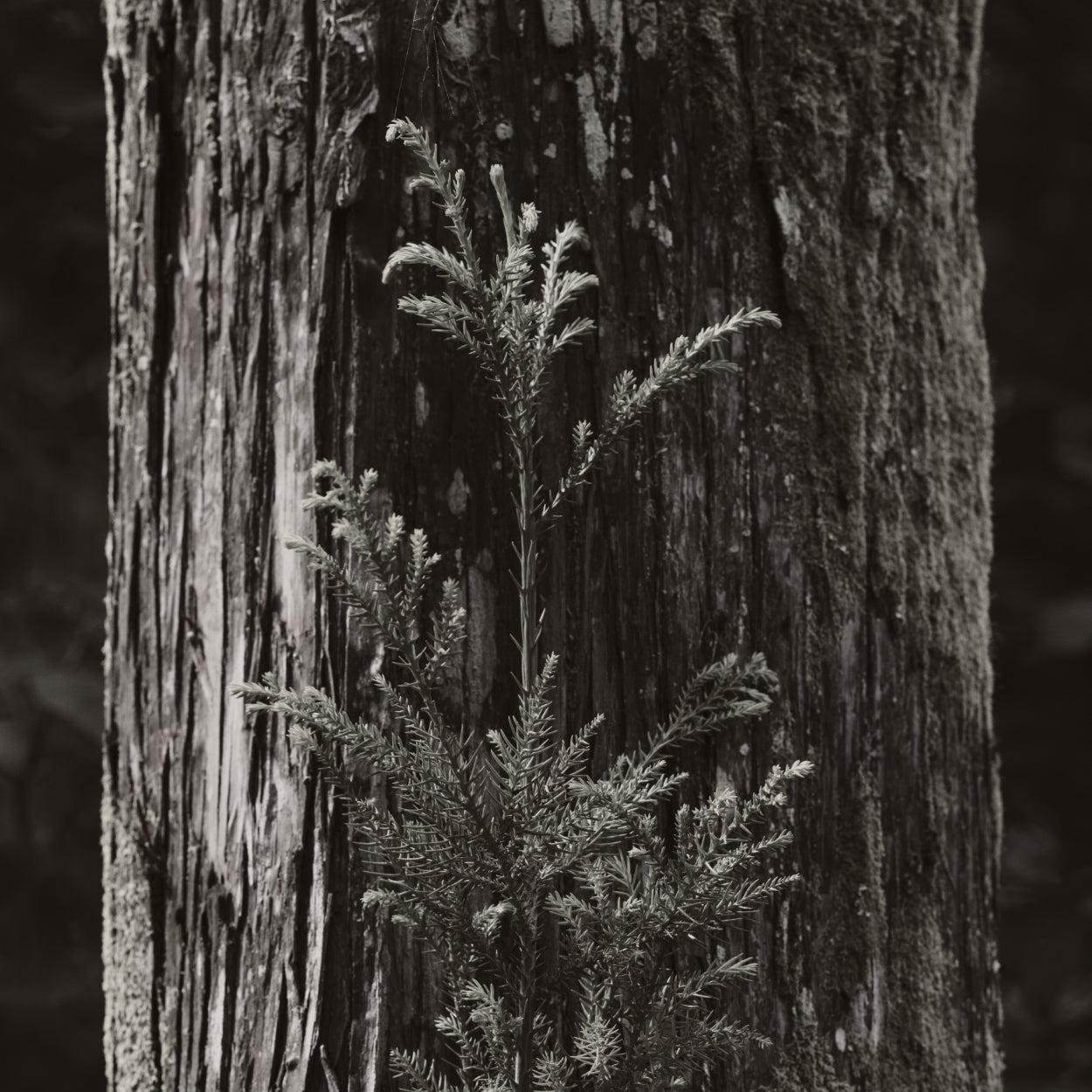 Uzumaki Incense - Sugi